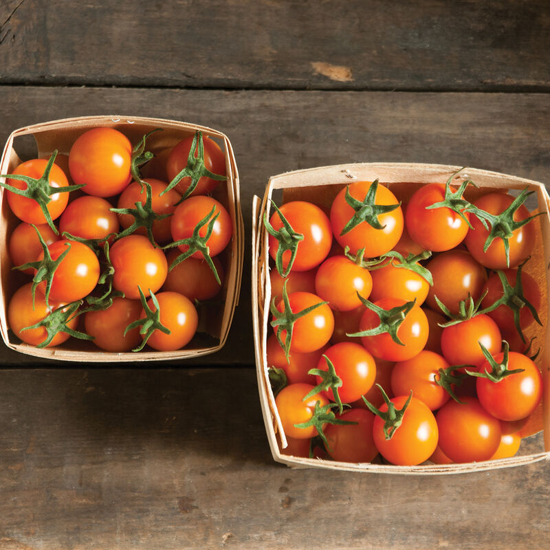 Tomato - Sungold