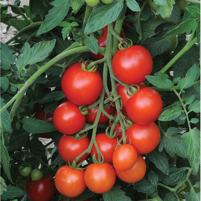 Tomato - Mountain Magic