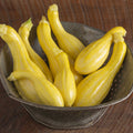 Yellow Summer Squash - Tempest