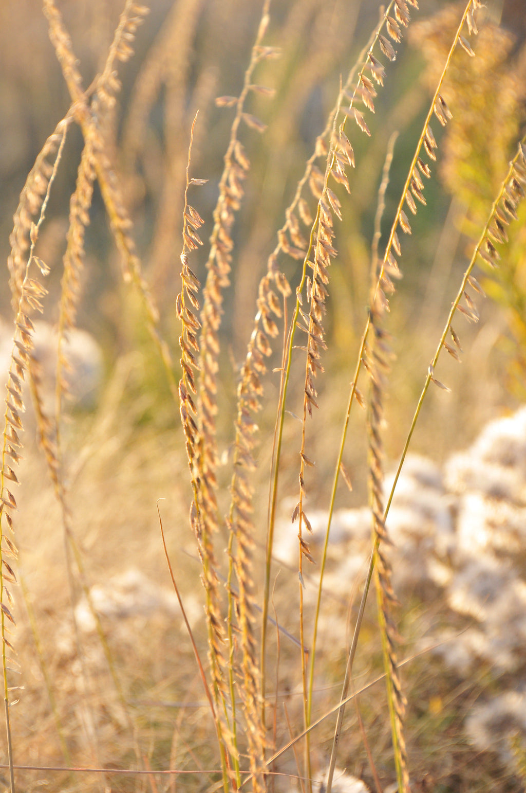 Side-oats Grama