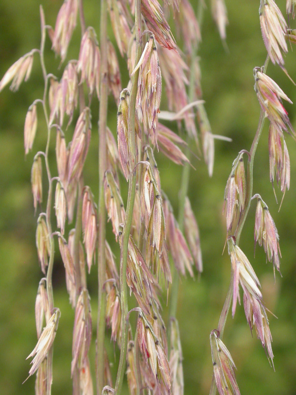 Side-oats Grama
