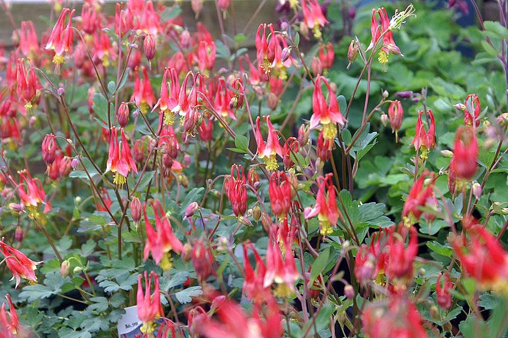 Red Columbine