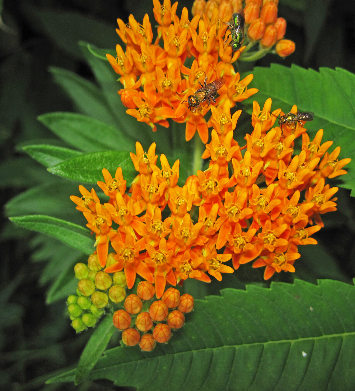 Butterfly Weed