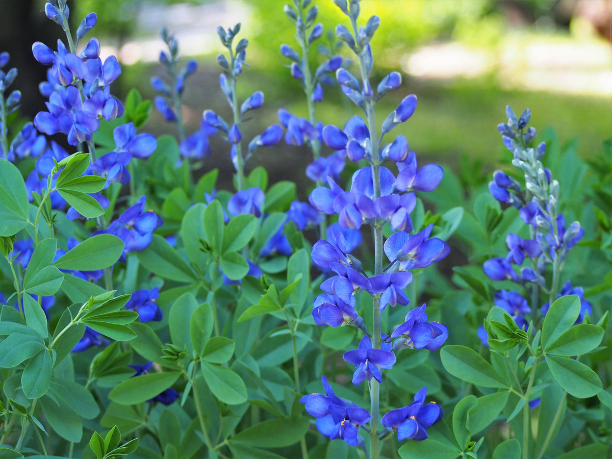Blue Wild Indigo
