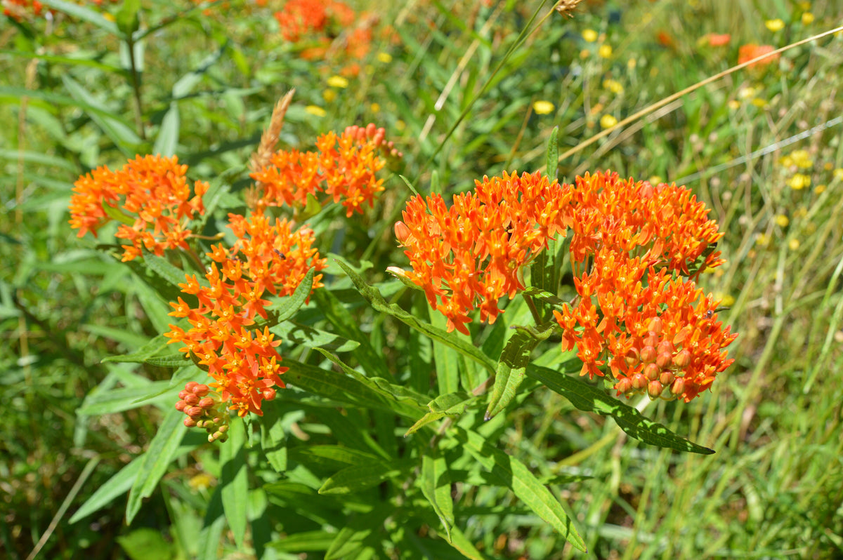 Butterfly Weed