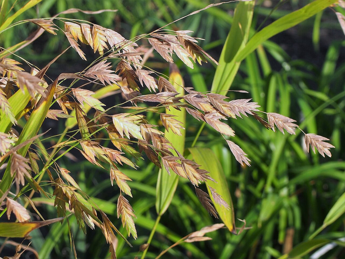 River Oats