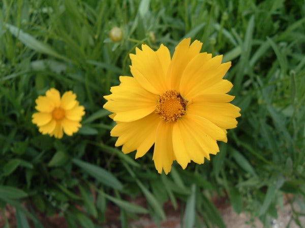 Lance-leaf Coreopsis