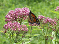 Rose Milkweed
