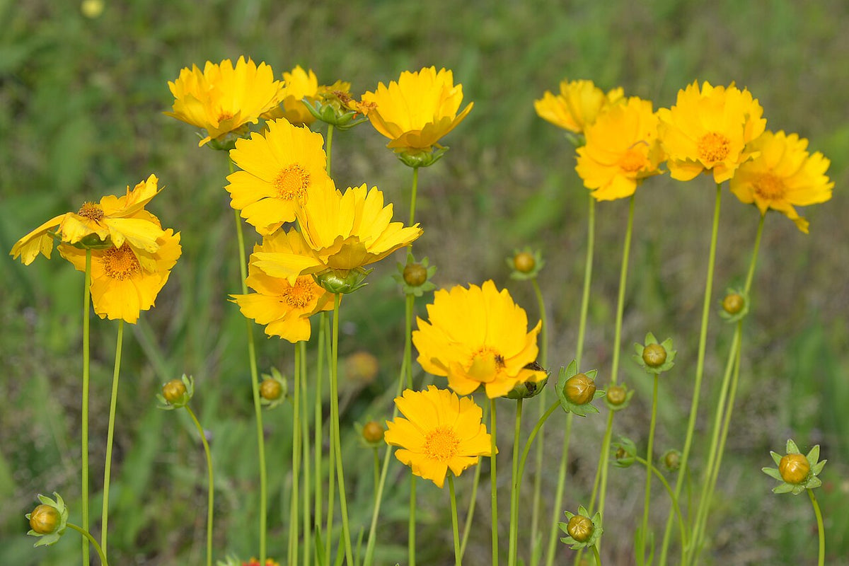 Lance-leaf Coreopsis