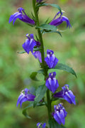 Blue Cardinal Flower