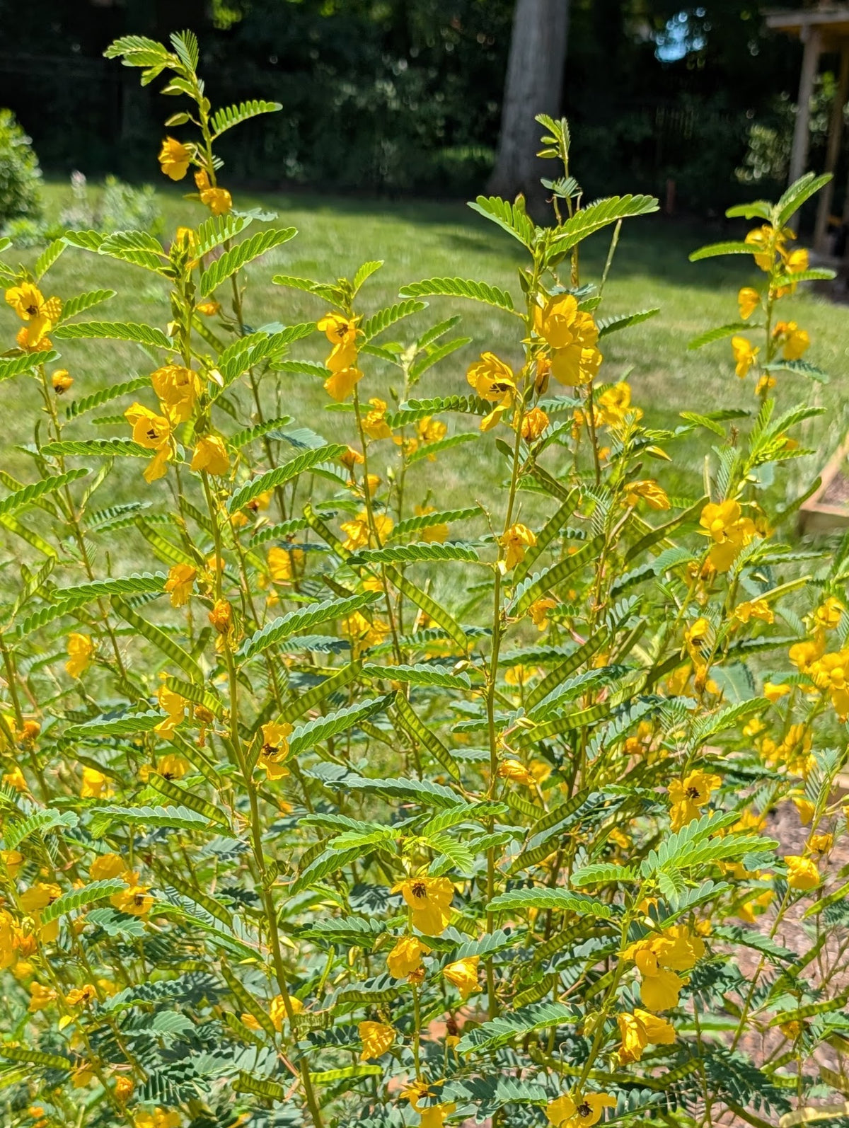 Partridge Pea