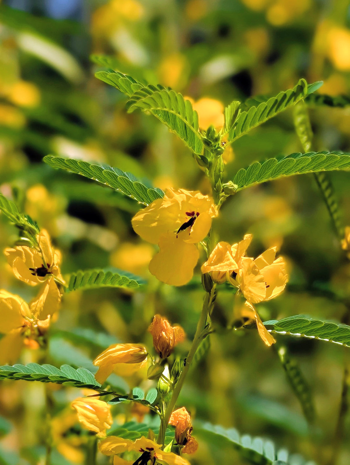 Partridge Pea