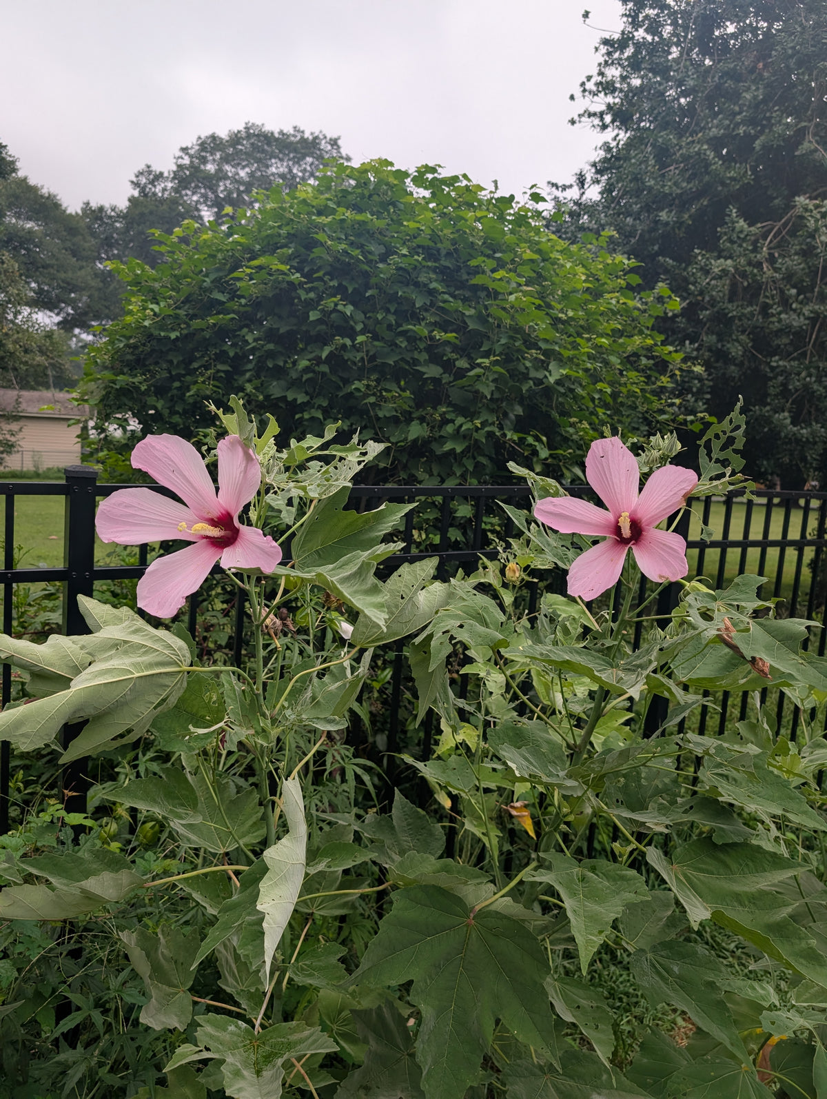 Swamp Rose Mallow