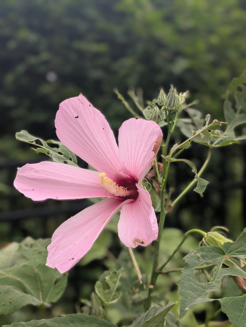 Swamp Rose Mallow