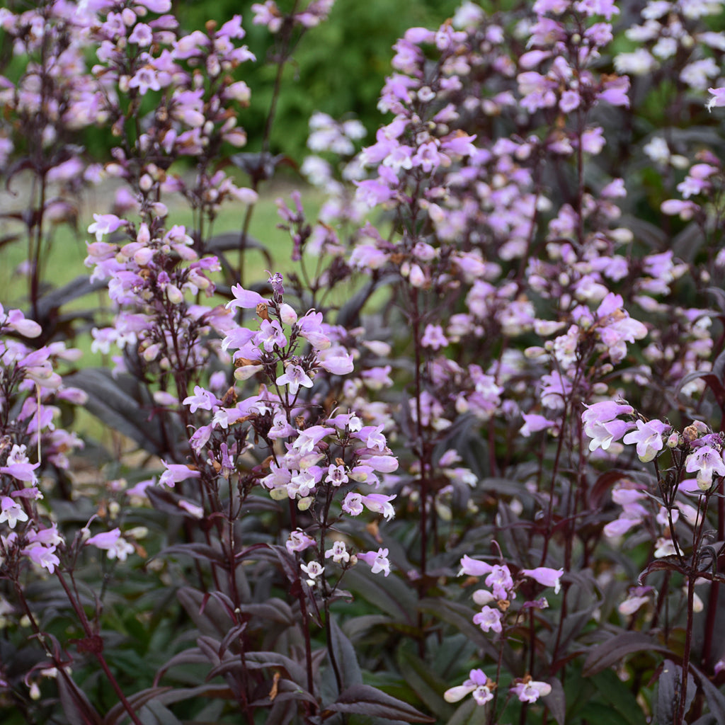 'Blackbeard' Beardtongue