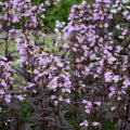 'Blackbeard' Beardtongue