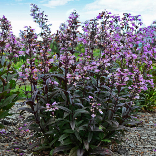 'Blackbeard' Beardtongue