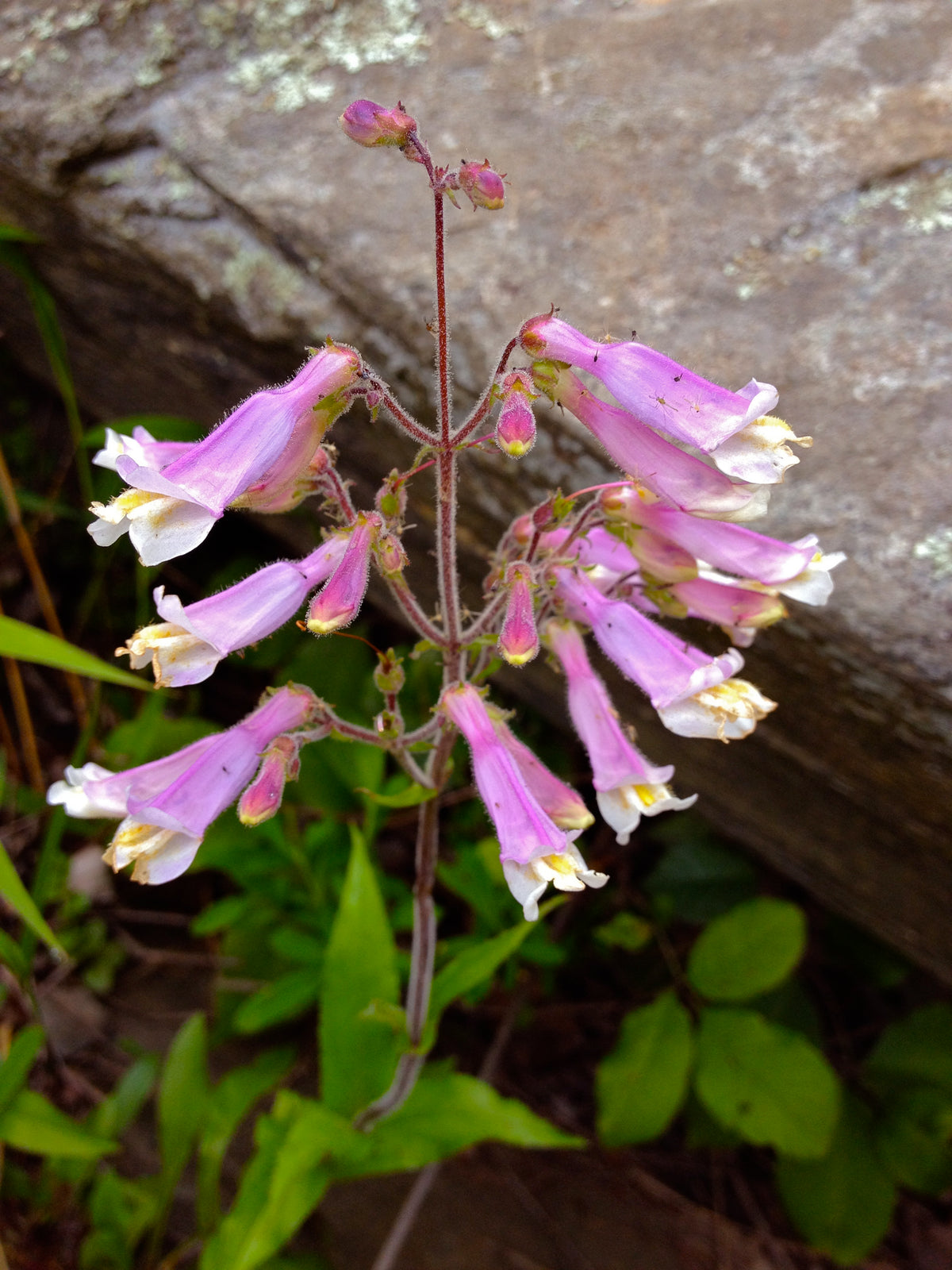 Hairy Beardtongue