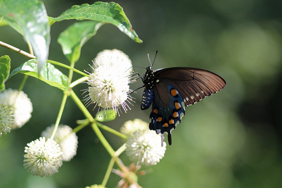 Buttonbush