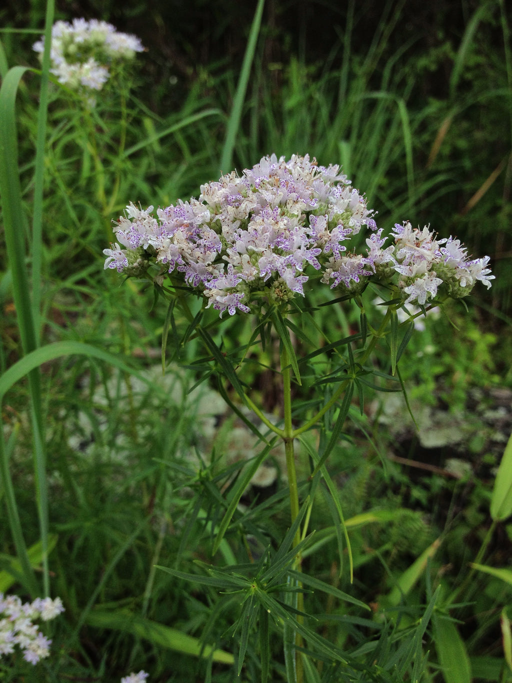Slender Mountain Mint