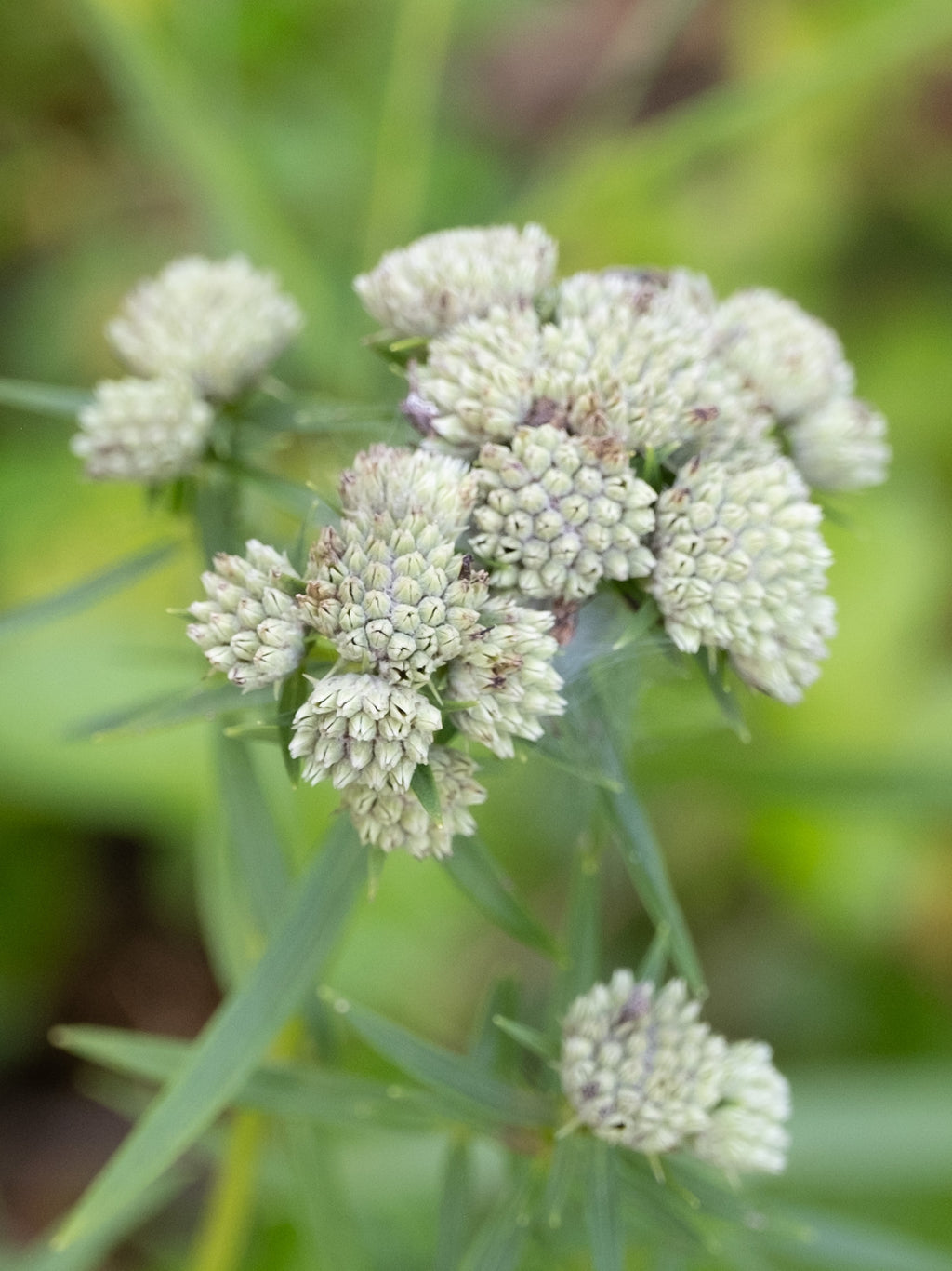 Slender Mountain Mint