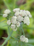 Slender Mountain Mint