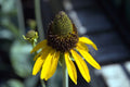 Great Coneflower