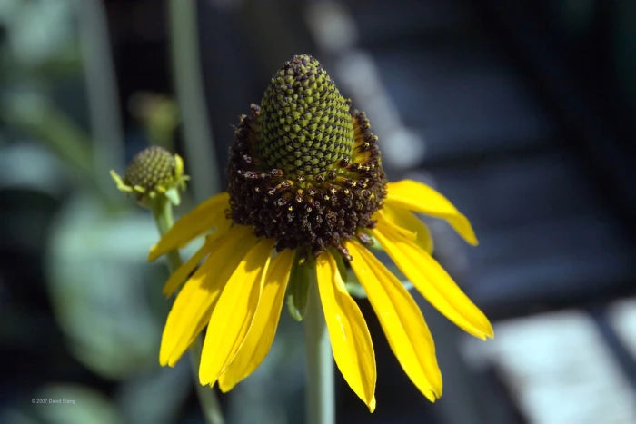Great Coneflower