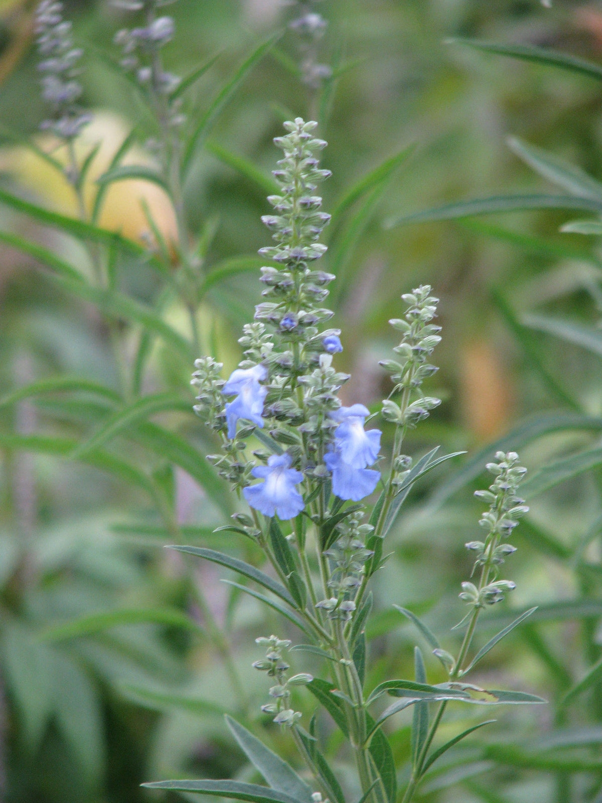 Blue Sage
