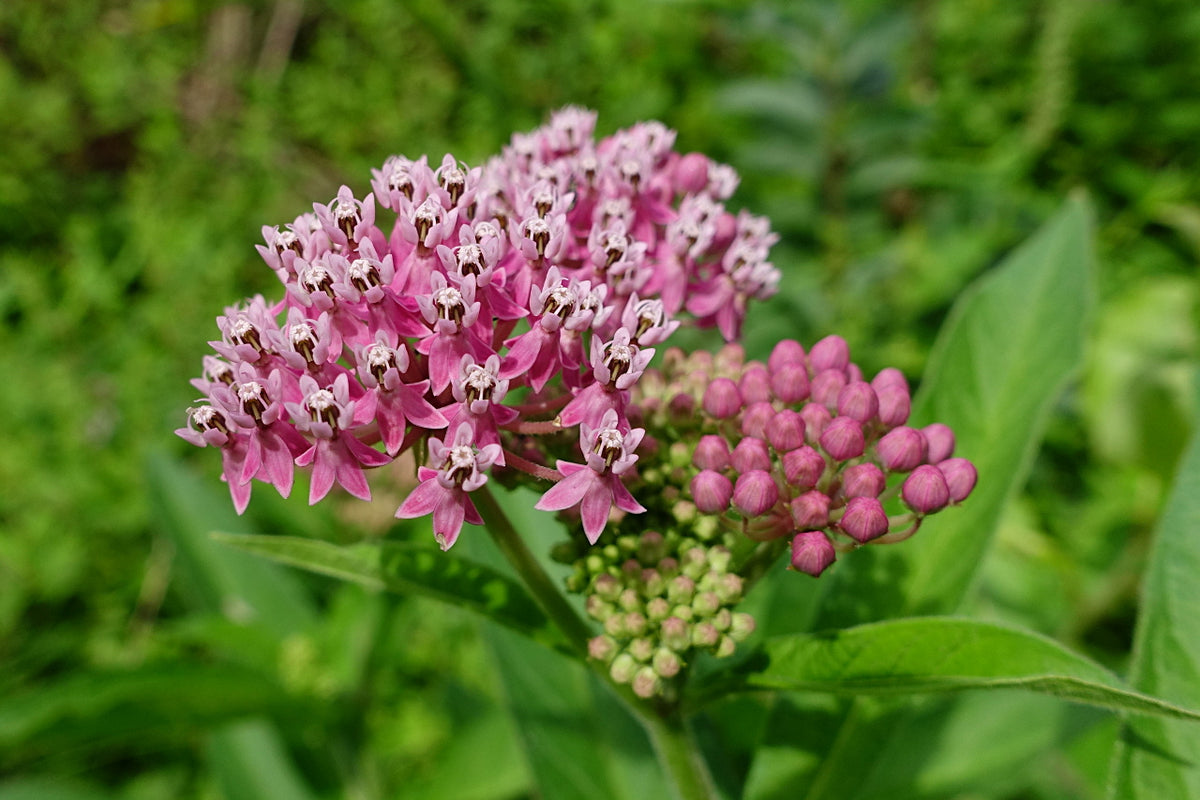 Rose Milkweed