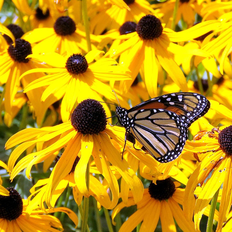 Black-Eyed Susan 'Goldsturm'