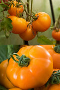 Tomato - Chef's Choice Orange