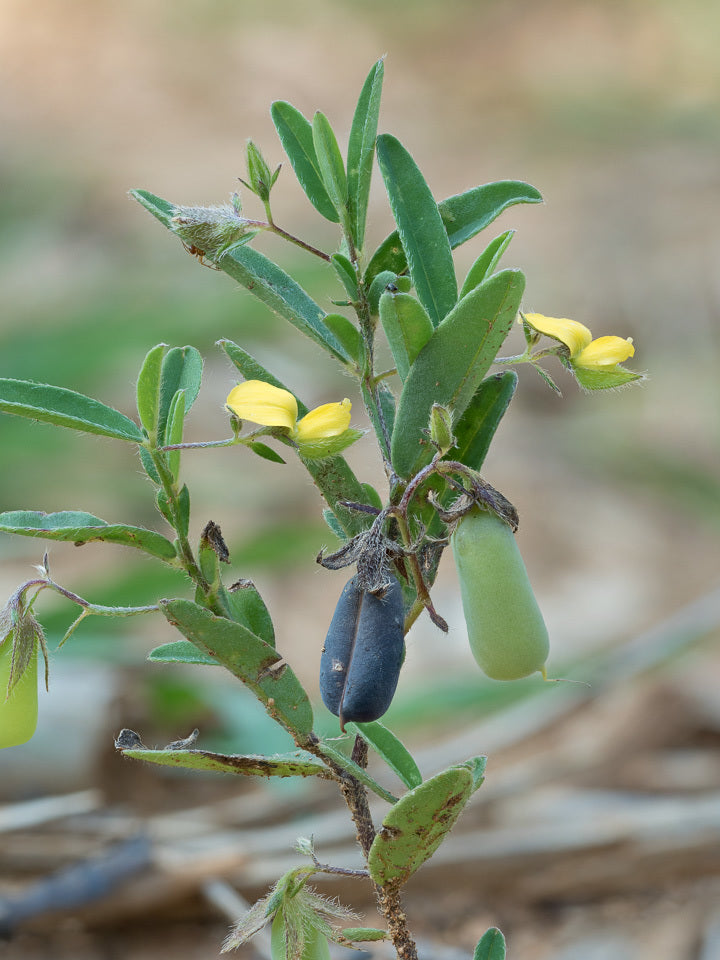 Arrowhead Rattlebox