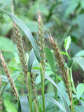 Virginia Wild Rye