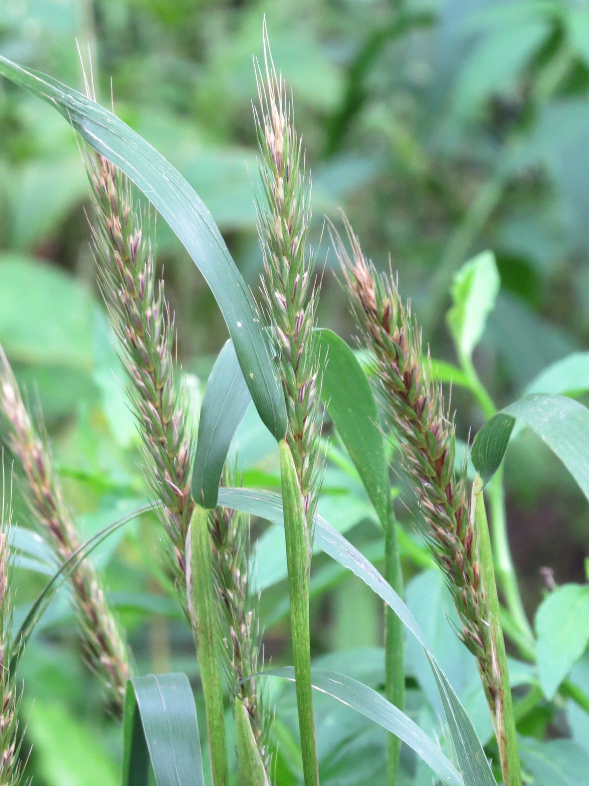 Virginia Wild Rye