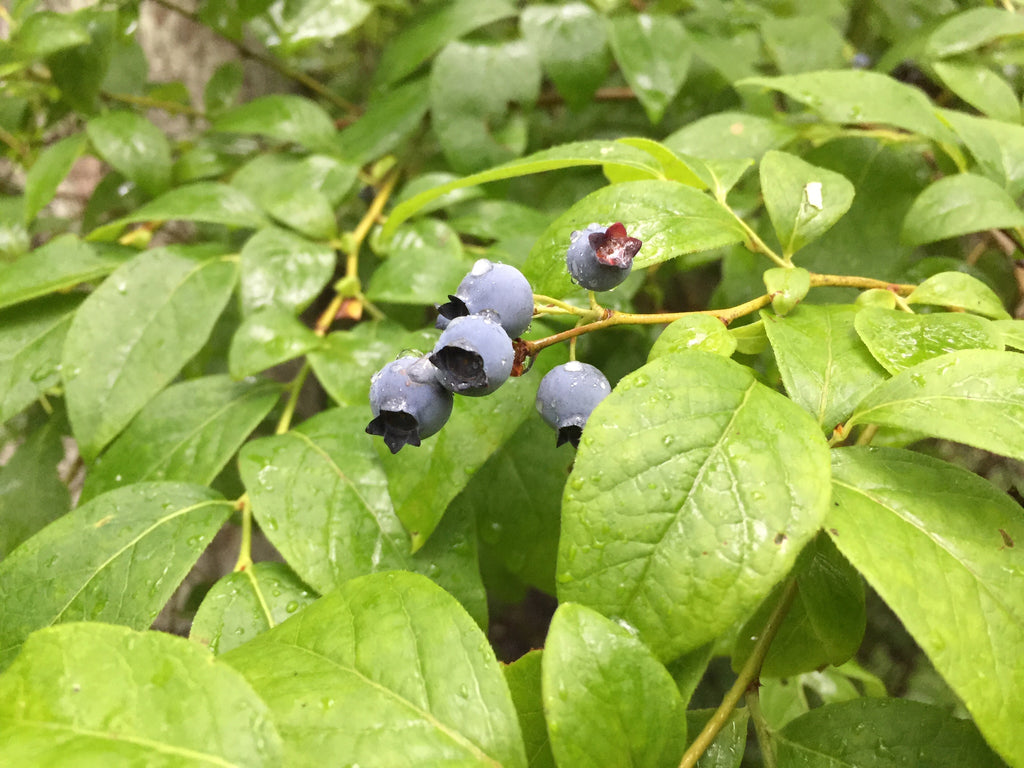 Highbush Blueberry