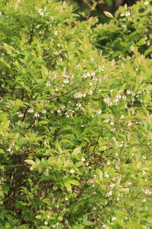 American Black Elderberry