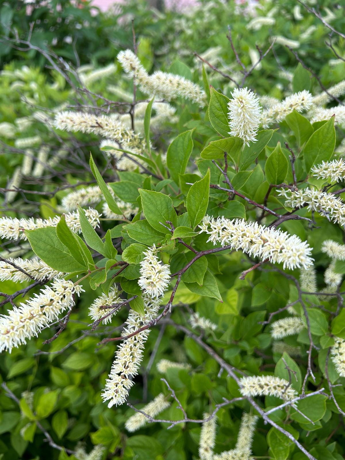 Virginia Sweetspire