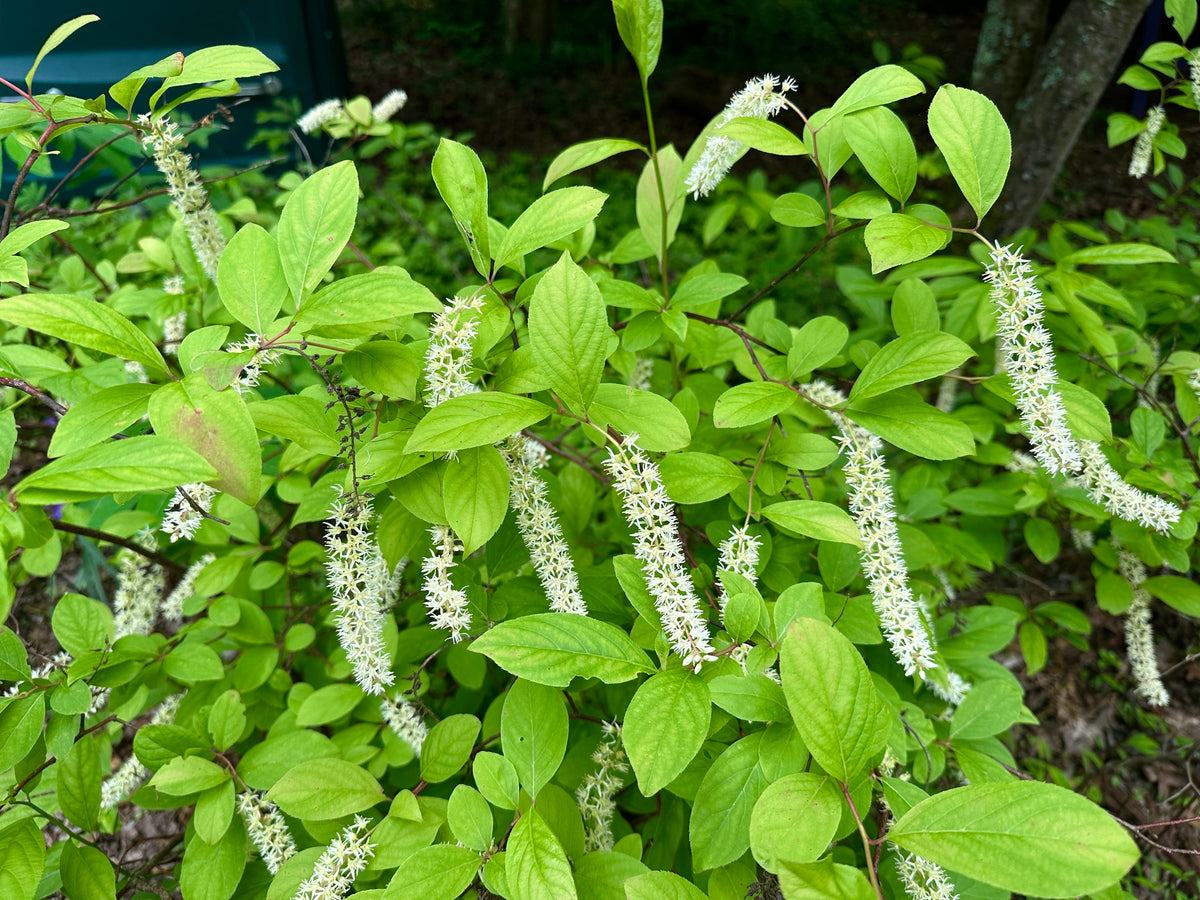 Virginia Sweetspire