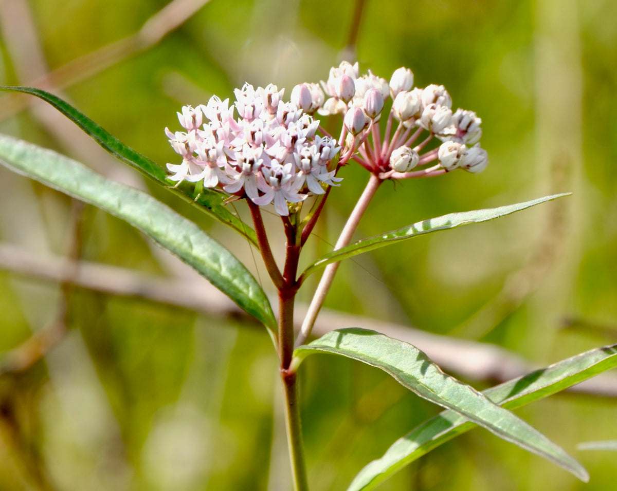 White Swamp Milkweed