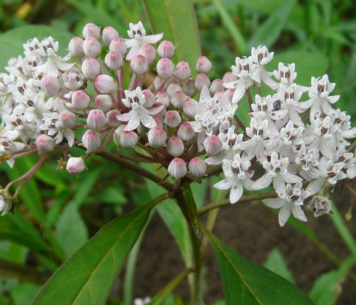 White Swamp Milkweed