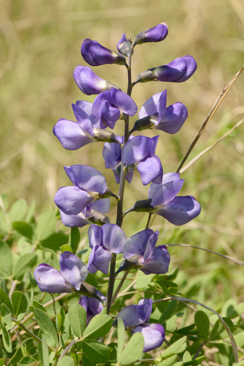 Dwarf Blue Indigo