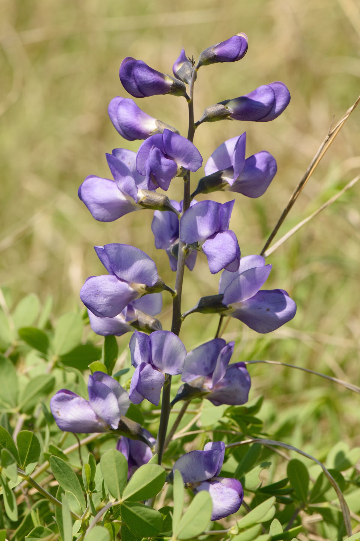 Dwarf Blue Indigo