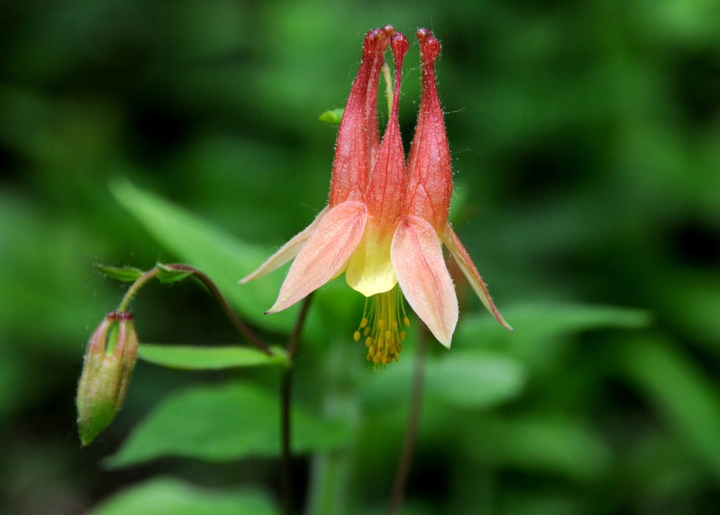 Red Columbine