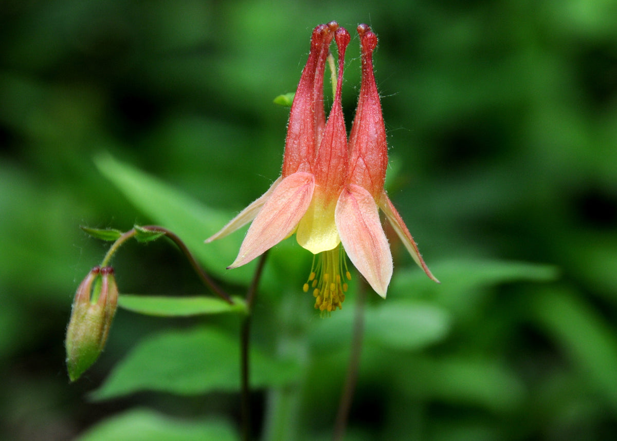 Red Columbine