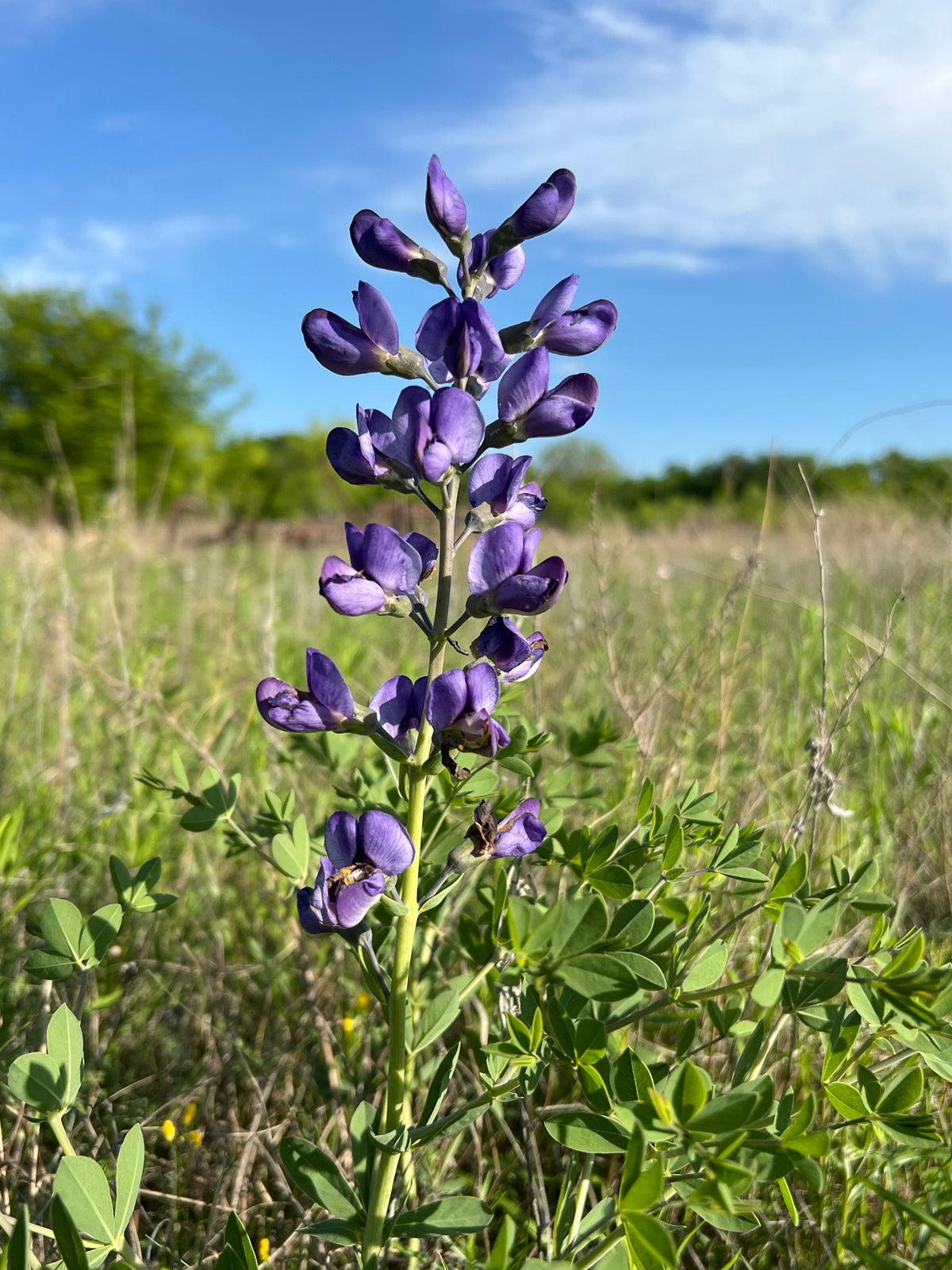 Dwarf Blue Indigo