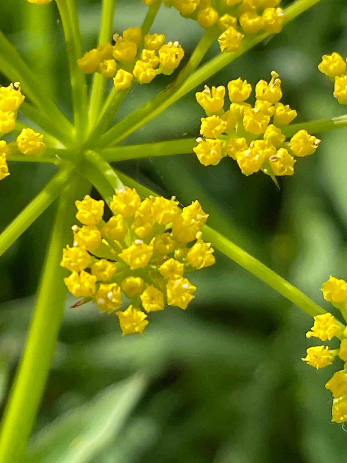 Golden Alexanders