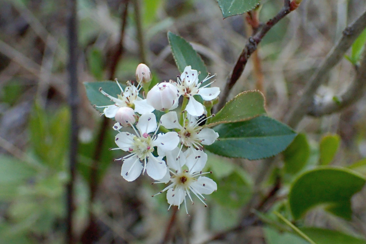 Red Chokeberry