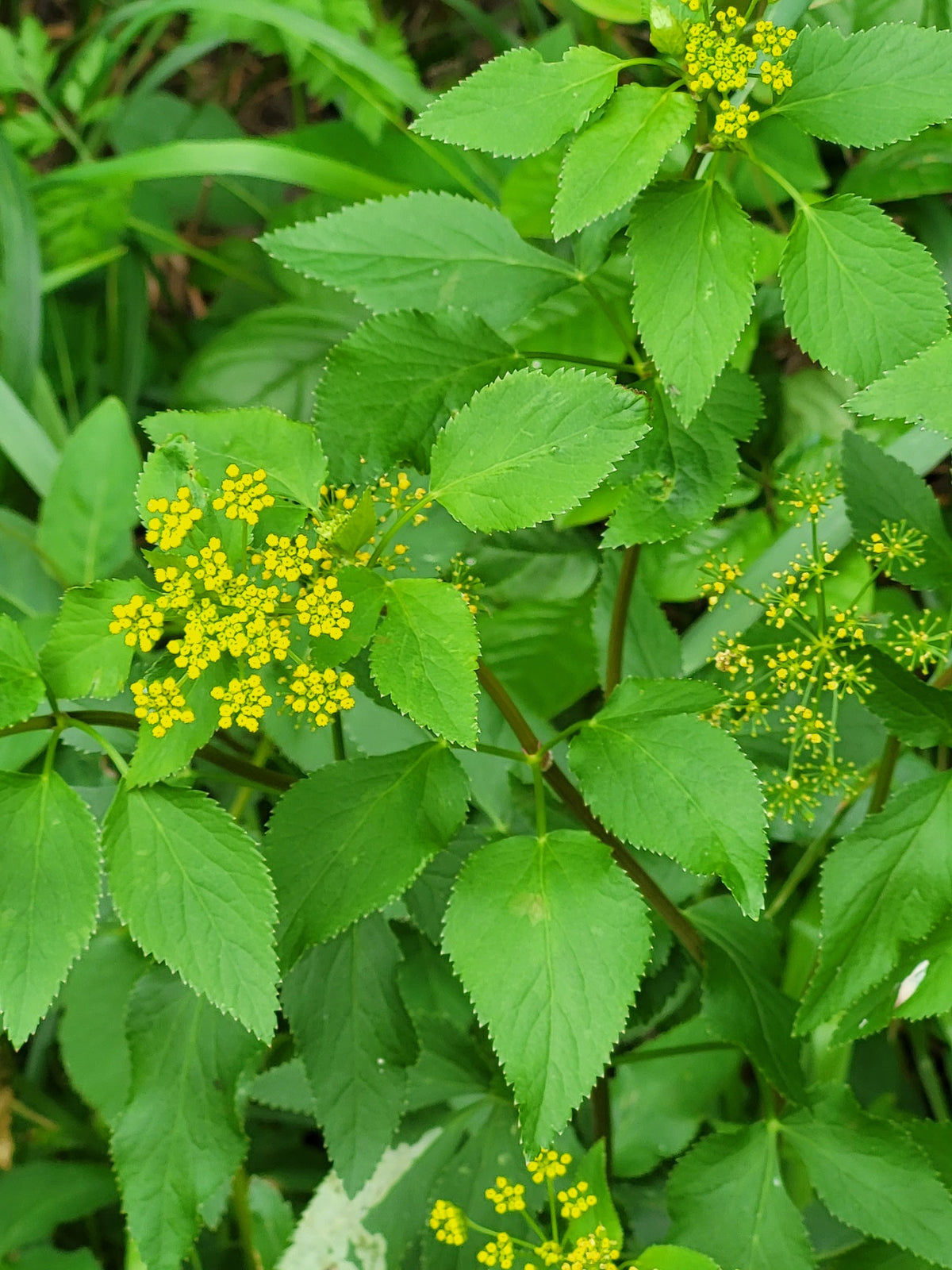 Golden Alexanders