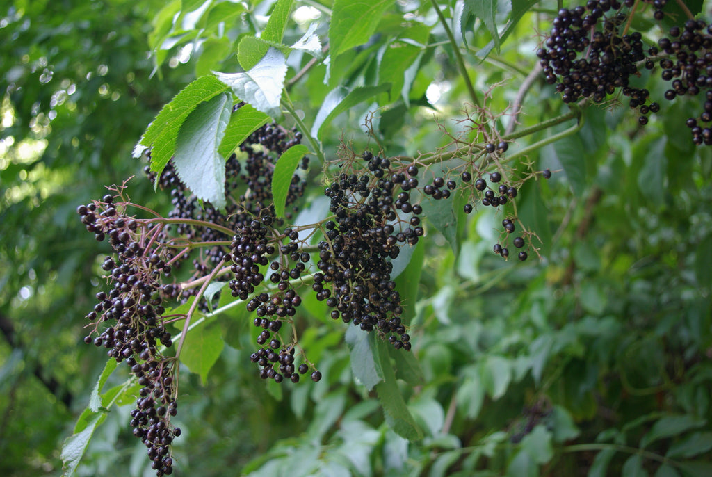 American Black Elderberry